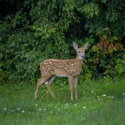 Fawn Photo: AM Dannis