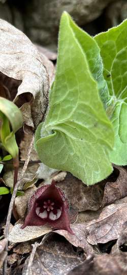 Wild ginger Photo: Terryanne Maenza-Gmelch