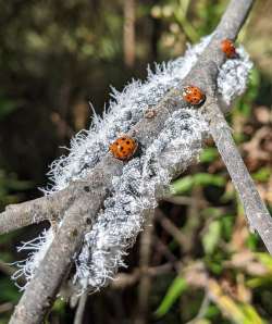 Aphids Photo: Marcy Stanton