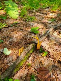 Yellow stagshorn Photo: Stephen Fox