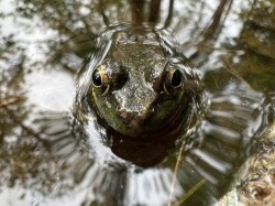 Green frog Photo: Tracy Jones