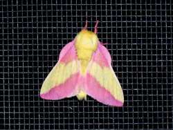 Moth Photo: Charlie Schwarz