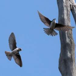 Tree Swallow Photo: Charlie Schwarz