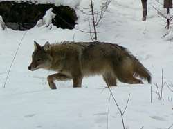 Adirondack coyote Photo: Don Wharton