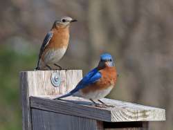 Bluebirds Photo: Charlie Schwarz