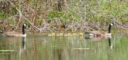 Goslings Photo: Ross Lanius