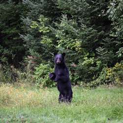 Black bear Photo: AM Dannis