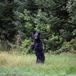 Black bear Photo: AM Dannis