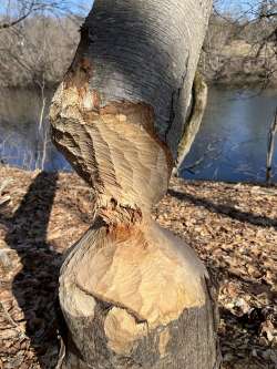 Beaver chew Photo: Wayne Stocker