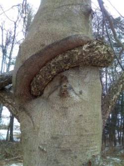 Bittersweet vine Photo: Katrina Amaral / Timberdoodle Farm