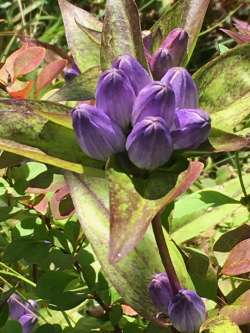 Bottle gentian Photo: Sharon Bombard