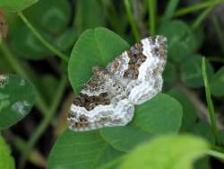 Carpet moth Photo: Charlie Schwarz