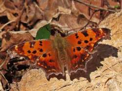 Comma butterfly Photo: Charlie Schwarz