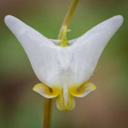 Dutchmans Breeches Photo: AM Dannis