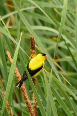 Goldfinch on cattails Photo: Ken Hatch
