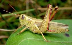 Grasshopper Photo: Frank Kaczmarek