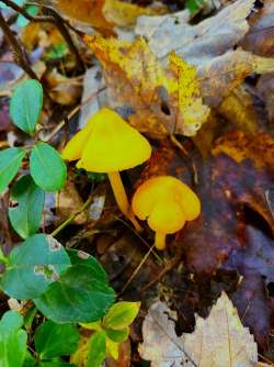 Orange gilled waxcap Photo: Stephen Fox