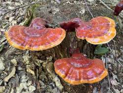 Reishi mushroom Photo: Robert Lord