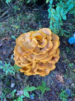 Mushrooms Photo: Nancy Halloran