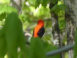 Scarlet tanager Photo: Gordon Gould