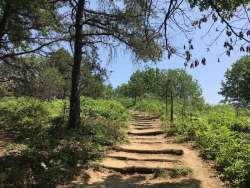 Pine bush Photo: Sharon Bombard