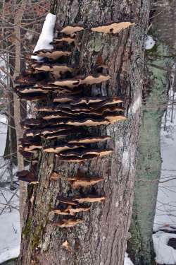 Tree fungi Photo: Judy Sweet