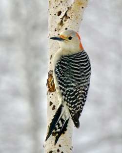 Woodpecker Photo: Grace McCulloch