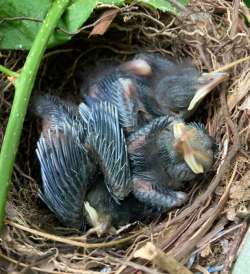 Catbirds Photo: Frederick Thurber