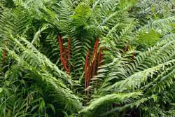 Cinnamon fern Photo: Judy Sweet