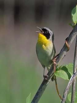 Yellowthroat Photo: Charlie Schwarz