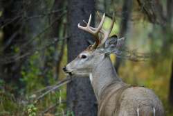 December buck Photo: Tom Grett