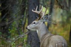 December buck Photo: Tom Grett