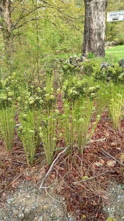 Ferns Photo: Susan Barnes