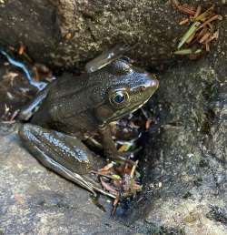 Frog Photo: Jane Schneider