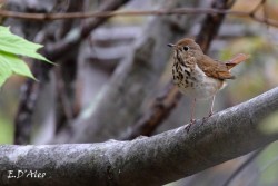 Hermit Thrush Photo: Eric D'Aleo