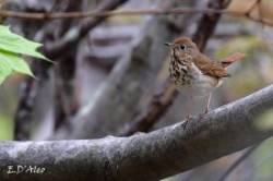 Hermit Thrush Photo: Eric D'Aleo