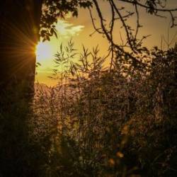 Late sun Photo: AM Dannis