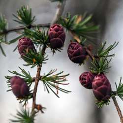 New larch Photo: Sandy Dannis