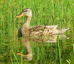 Photogenic duck Photo: Richard Philben