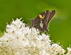 Silver Spotted Skipper Photo: Cynthia Crawford