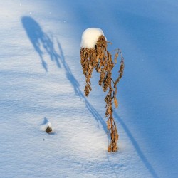 Snow shadows Photo: AM Dannis