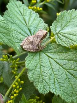 Spring peeper Photo: Cathy Tallen