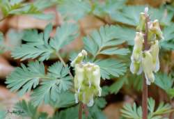 Squirrel corn Photo: Sophie Zyla