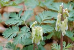 Squirrel corn Photo: Sophie Zyla
