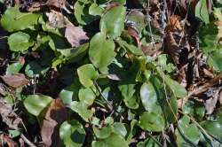 Trailing arbutus Photo: Judy Sweet