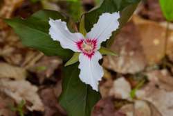 Vibrant trillium Photo: Tom Grett