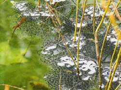 Wood frog eggs Photo: Susan E. March