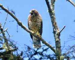 Hawk Photo: Chuck Dinsmore