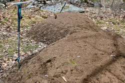 Ant mounds Photo: Sue Mayotte