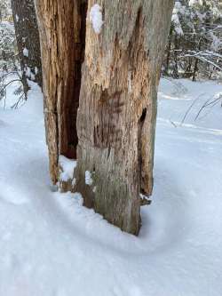 Bear marks Photo: Gabrielle Watson